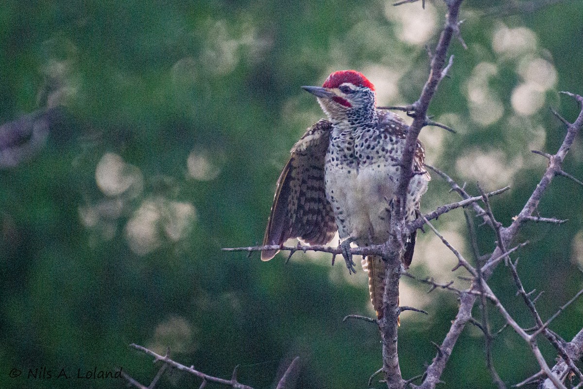 Nubian Woodpecker - ML644755623