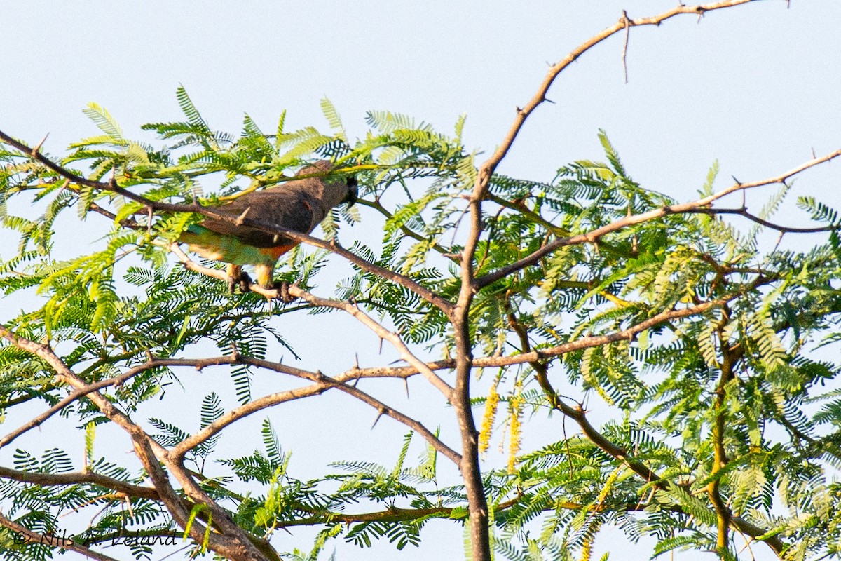 oransjebukpapegøye - ML644755645