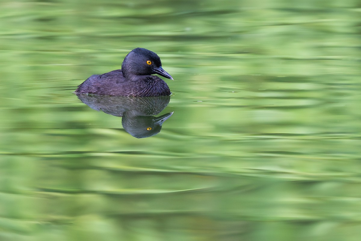 Least Grebe - ML644755647