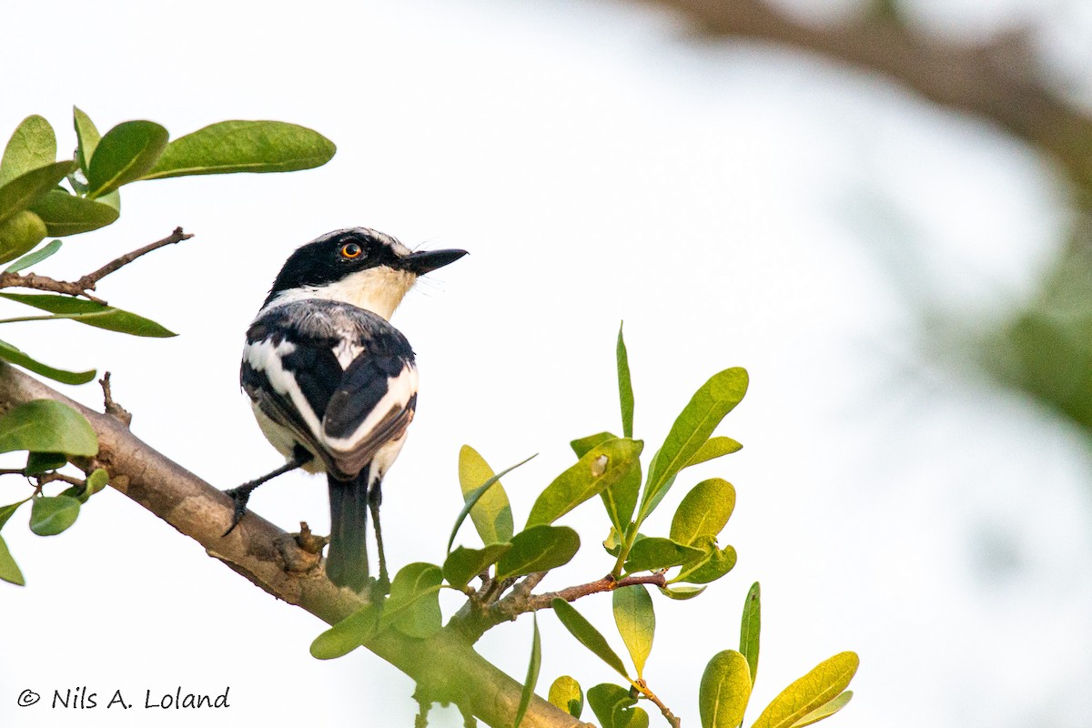 Pririt pygmée - ML644755652