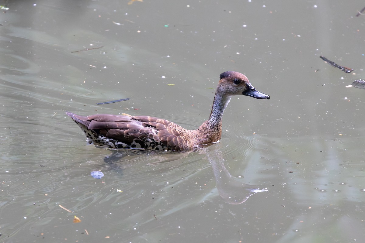 Suirirí Yaguaza - ML644755654