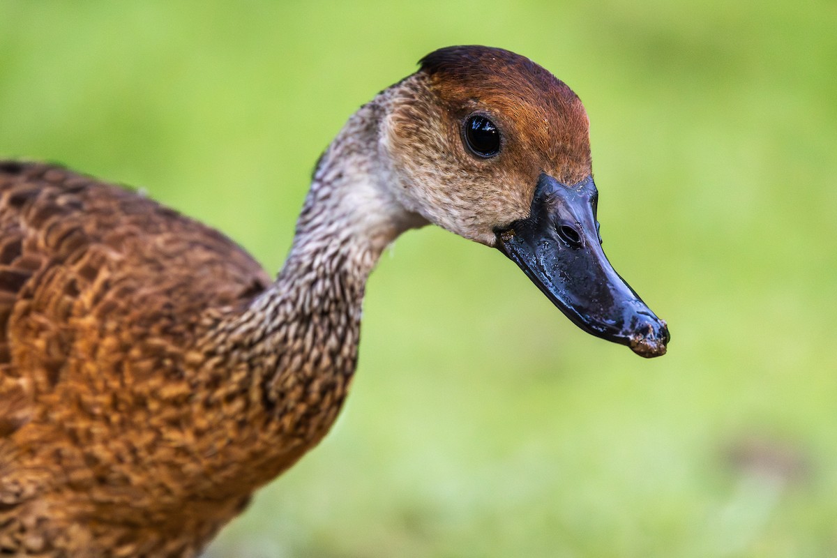 Suirirí Yaguaza - ML644755655