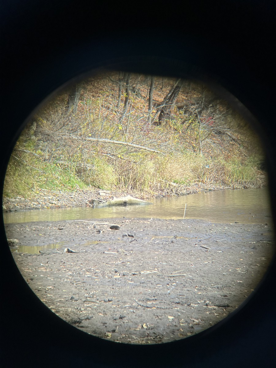 Belted Kingfisher - ML644755658