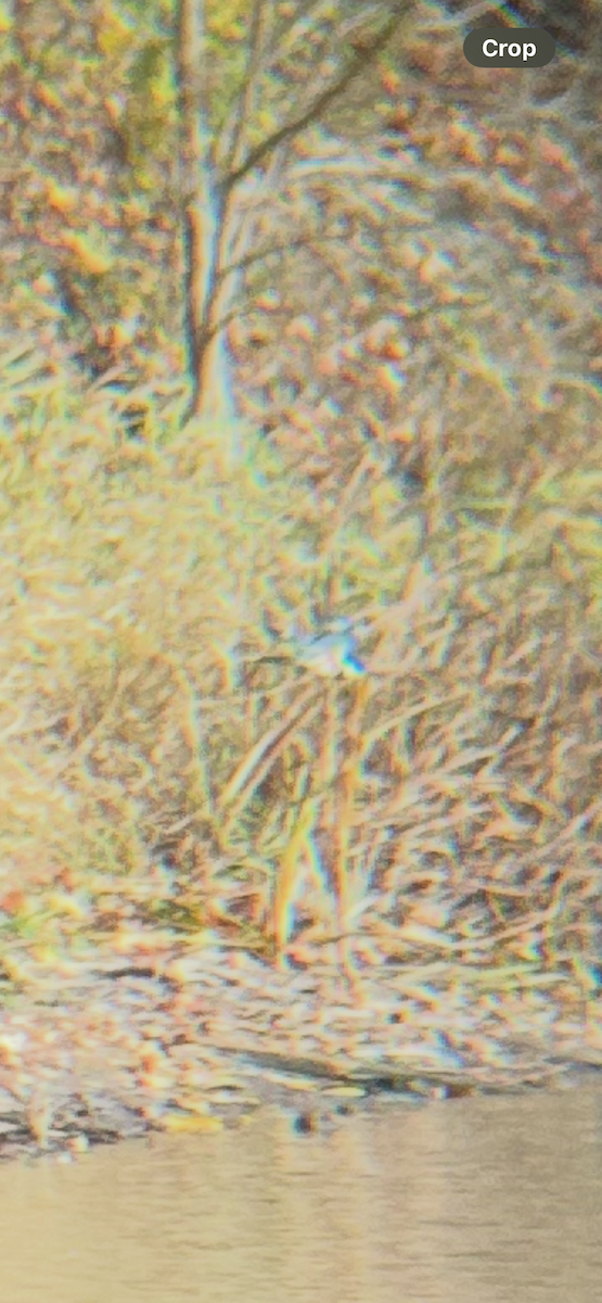 Belted Kingfisher - ML644755660