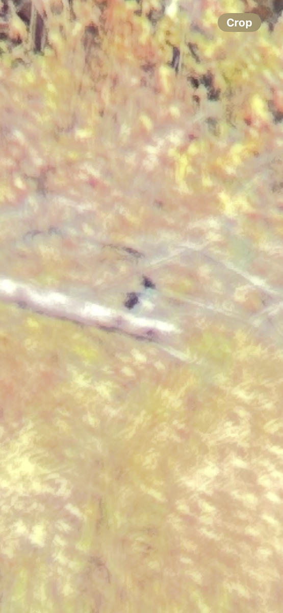 Belted Kingfisher - ML644755661