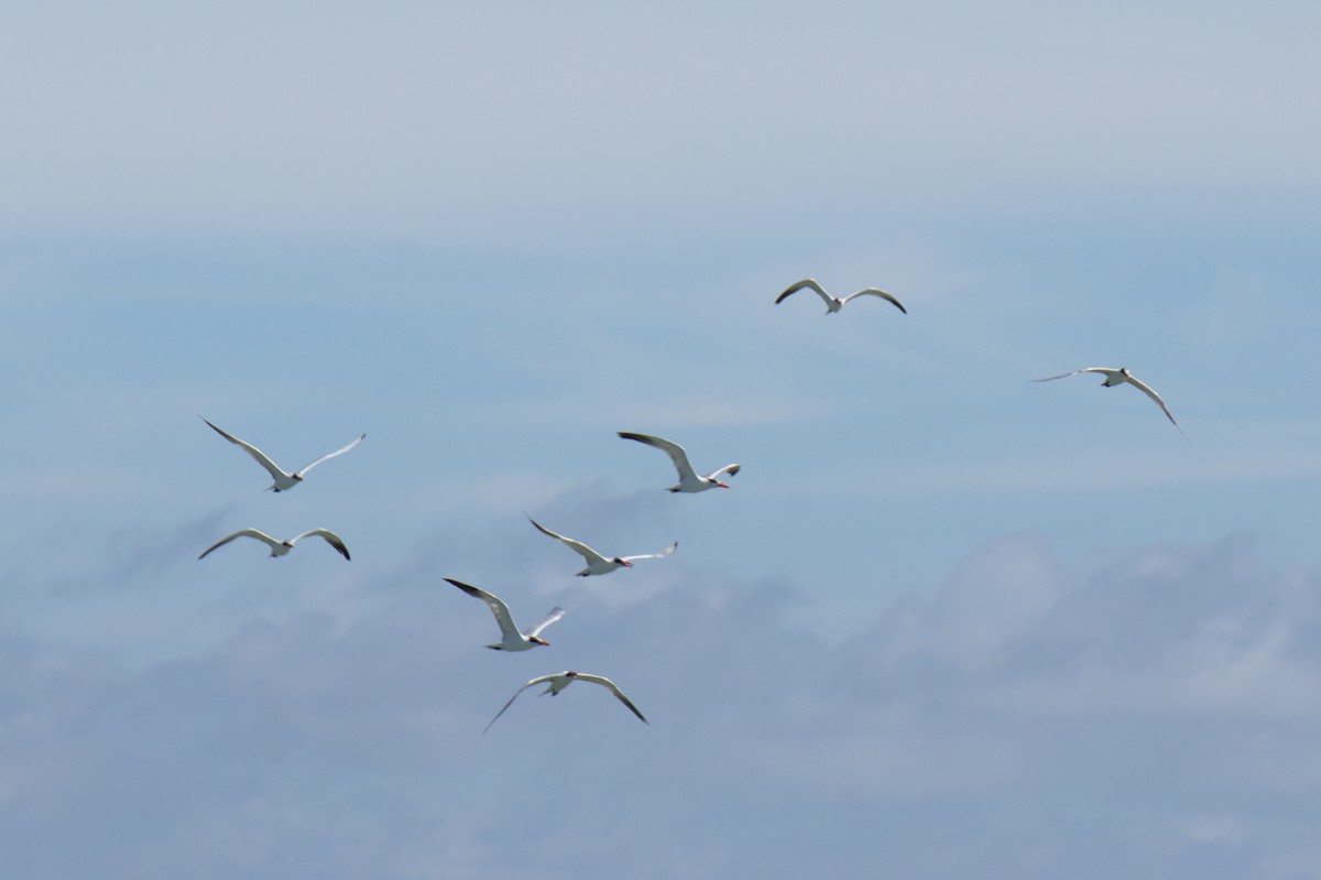 Caspian Tern - ML644755671