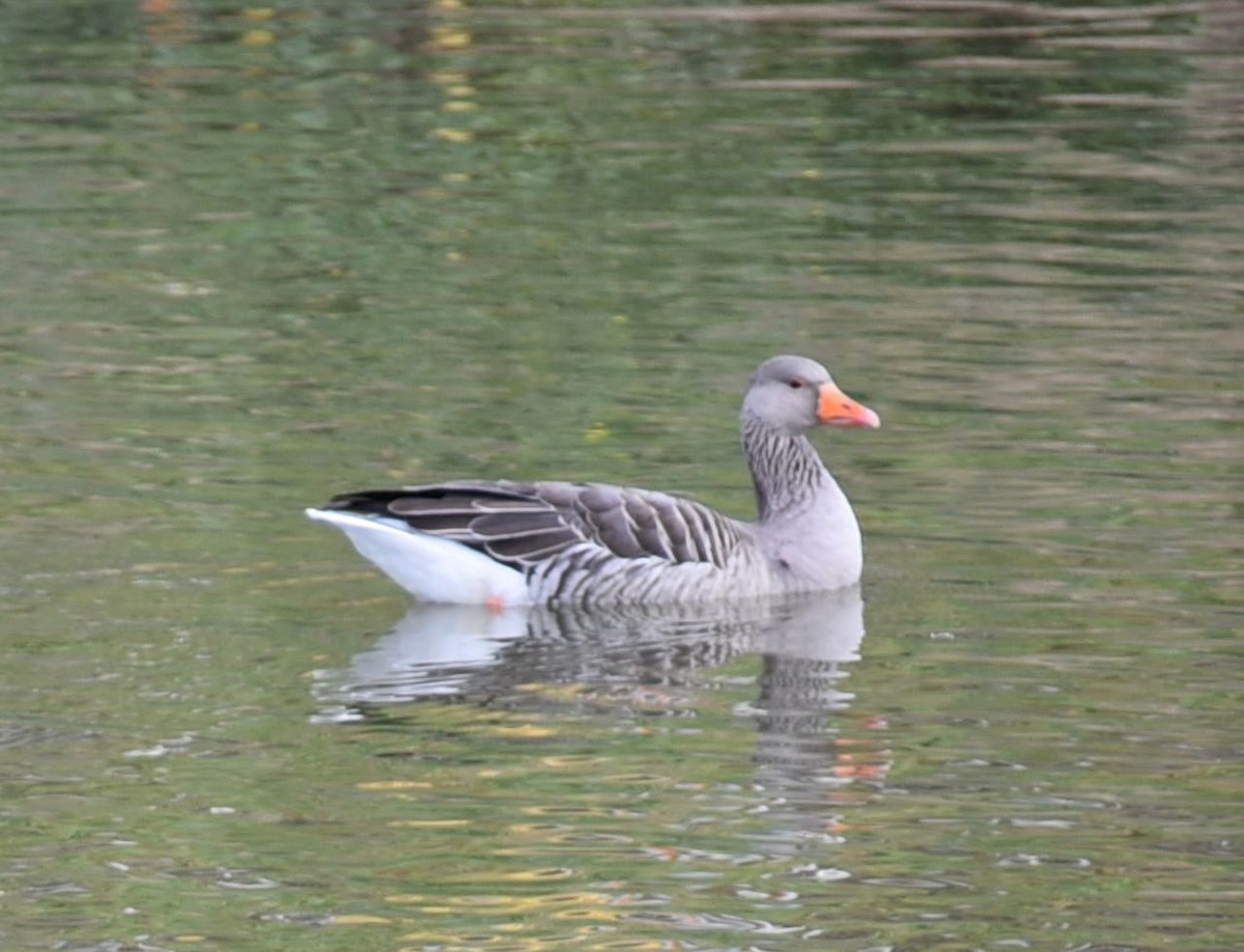Graylag Goose - ML644755672