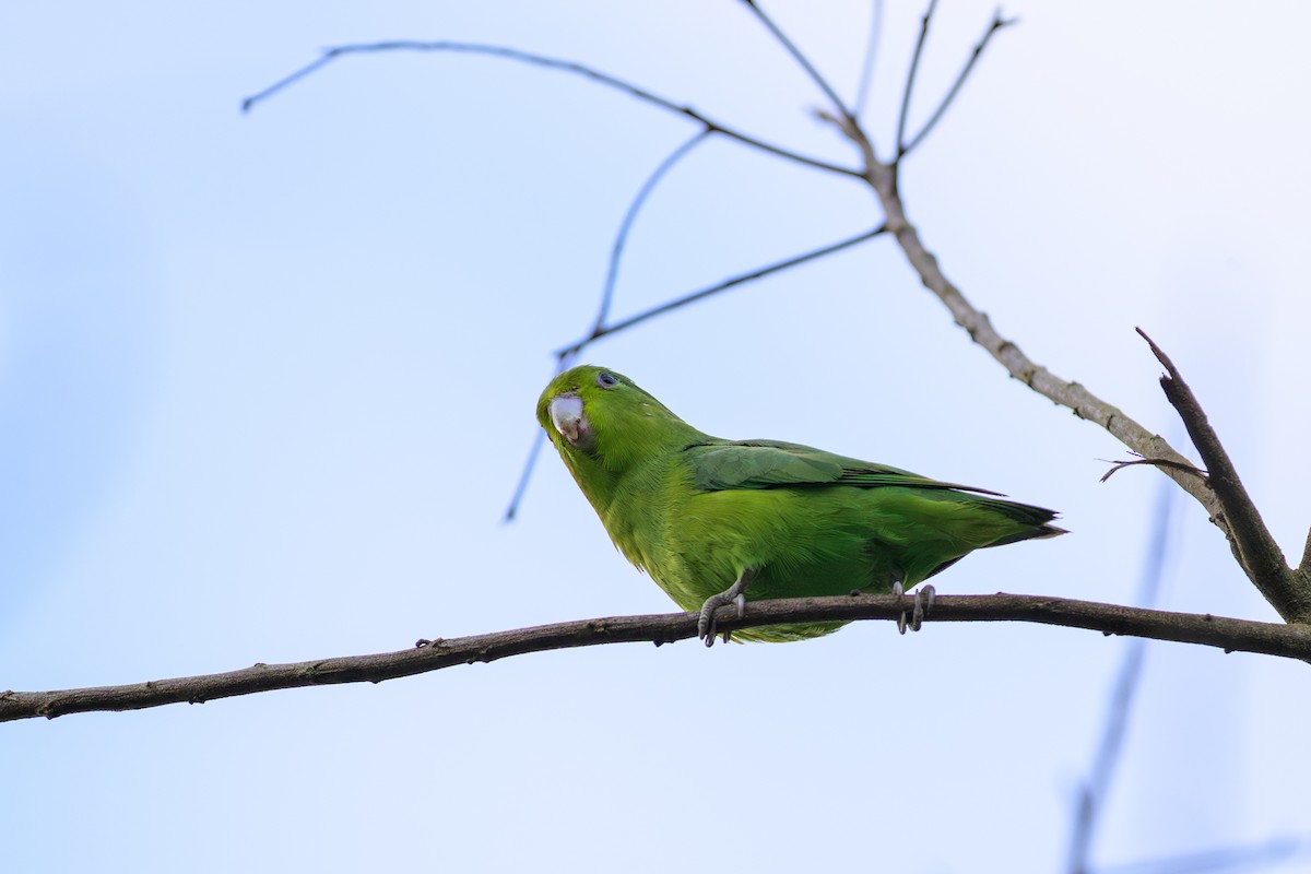 Cobalt-rumped Parrotlet - ML644755677