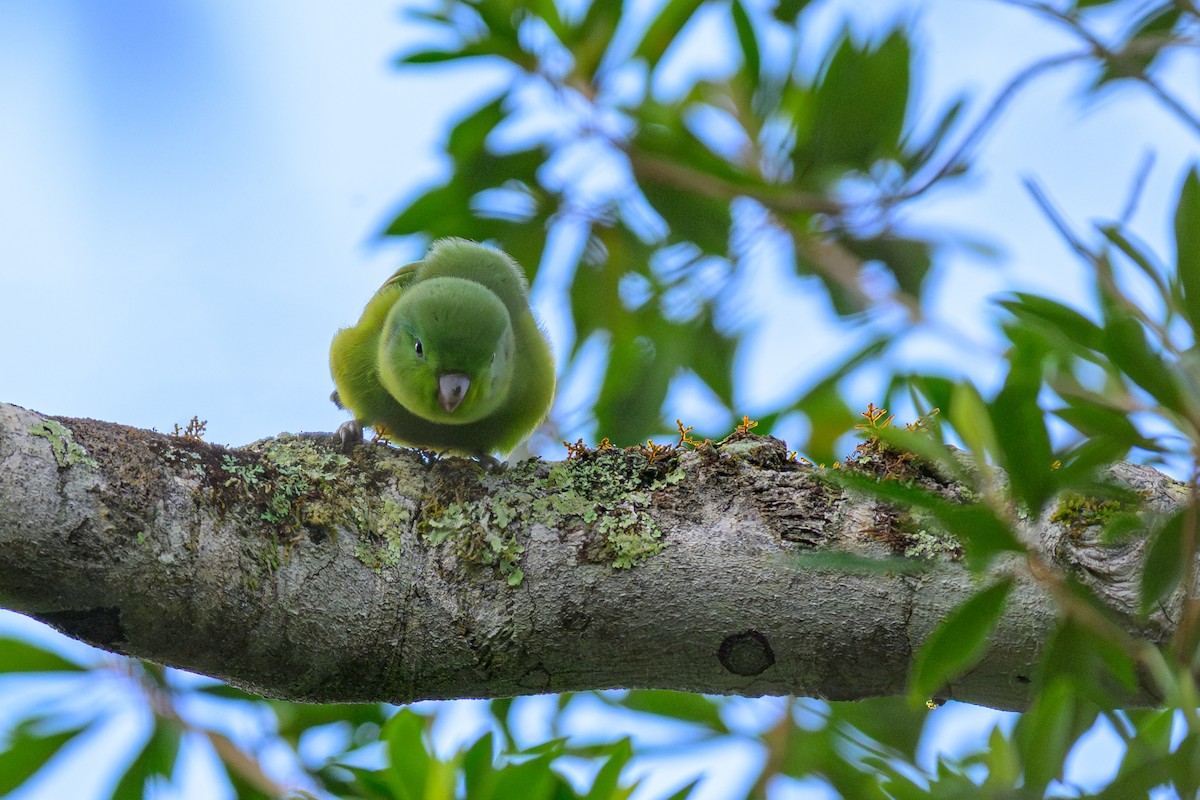 Cobalt-rumped Parrotlet - ML644755678