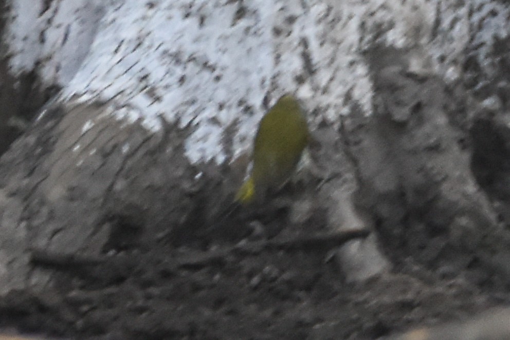 Streak-throated Woodpecker - ML644755683