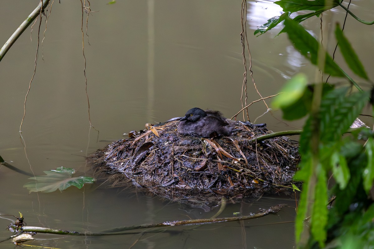 Least Grebe - ML644755710