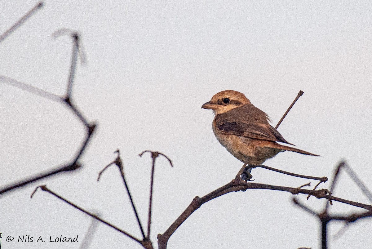 Улбар сүүлт/Тольт дунхай - ML644755713