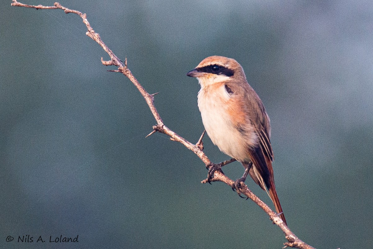 Улбар сүүлт/Тольт дунхай - ML644755714