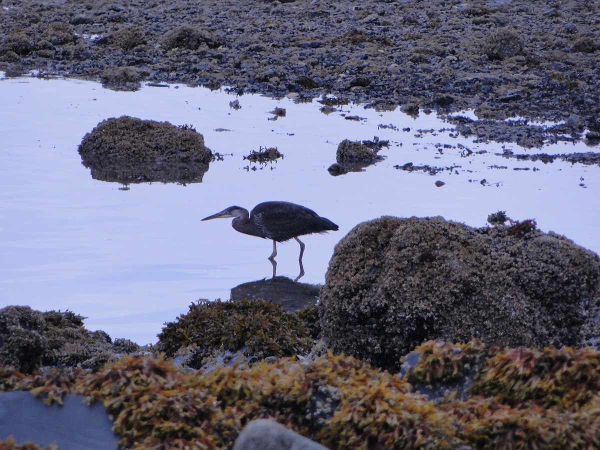 オオアオサギ - ML644755716