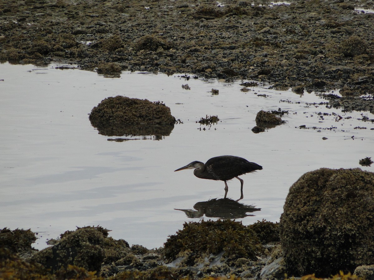 オオアオサギ - ML644755717