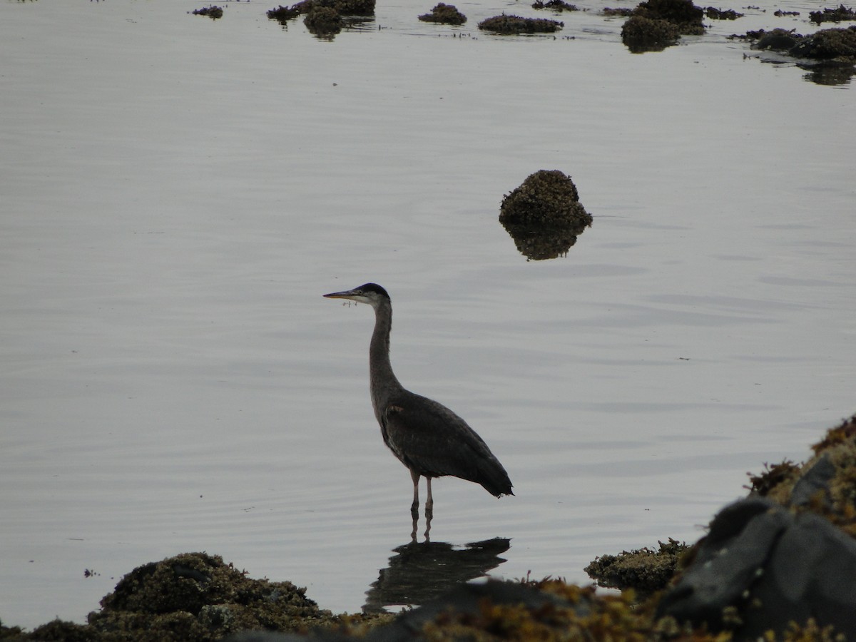 オオアオサギ - ML644755718