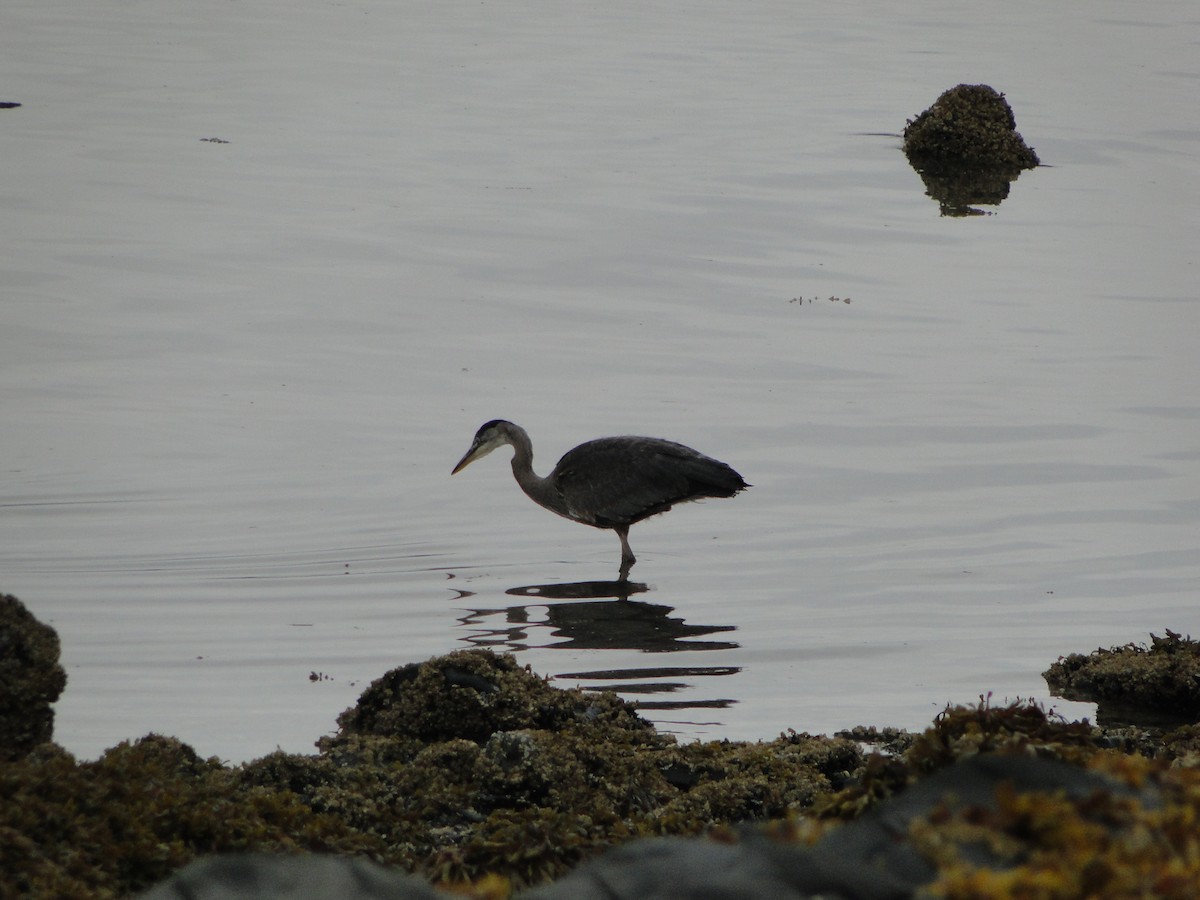 オオアオサギ - ML644755719