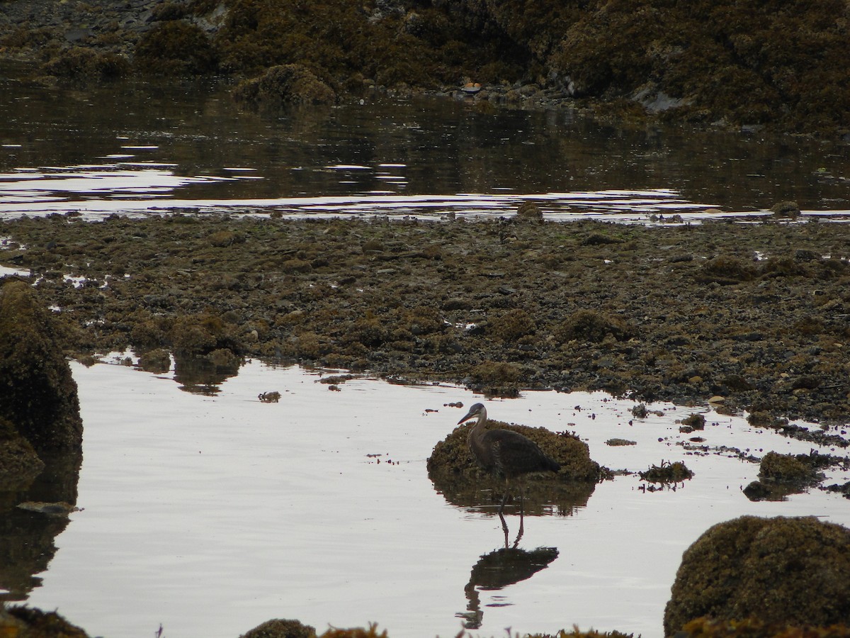 オオアオサギ - ML644755720