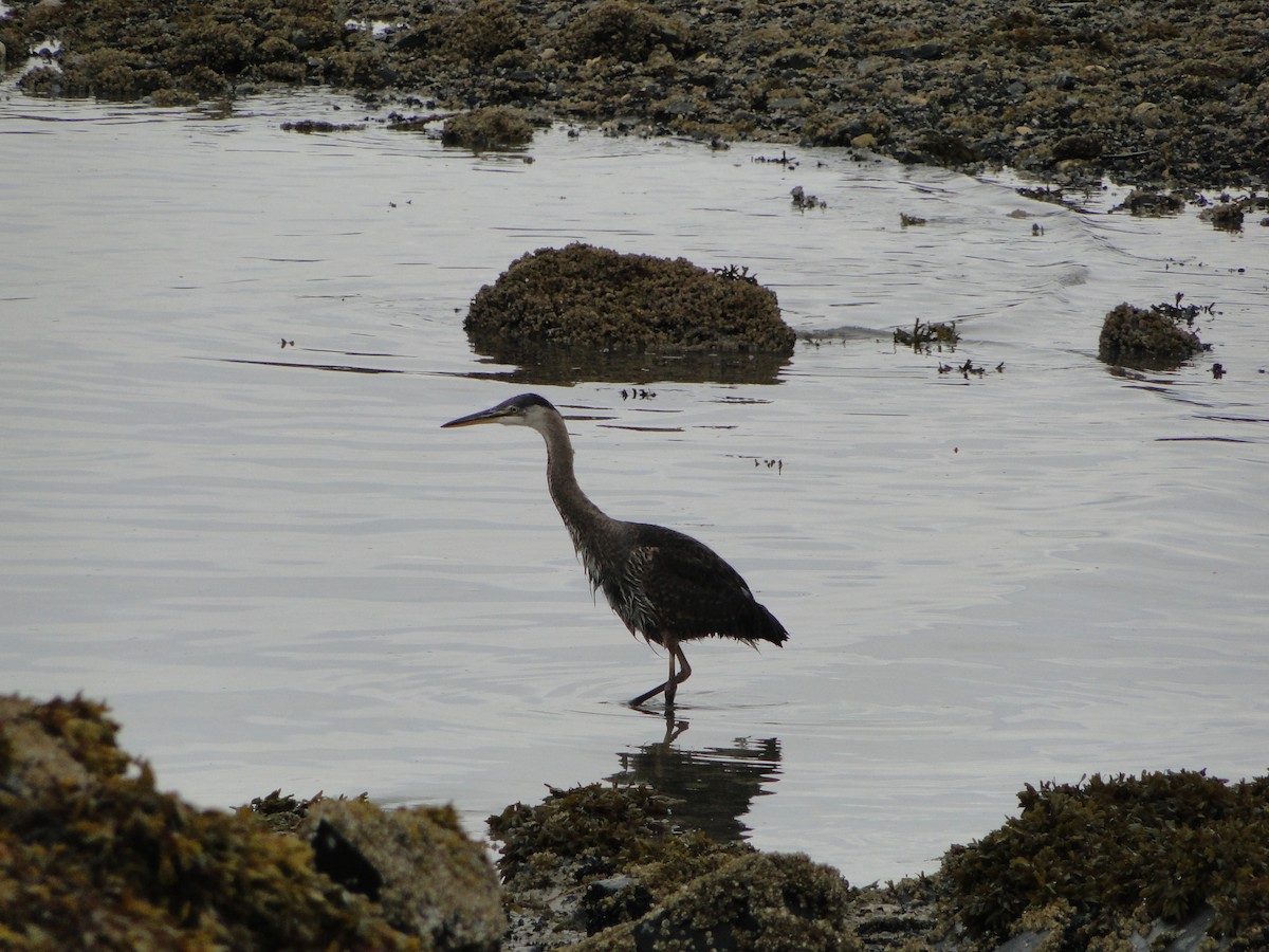 オオアオサギ - ML644755721