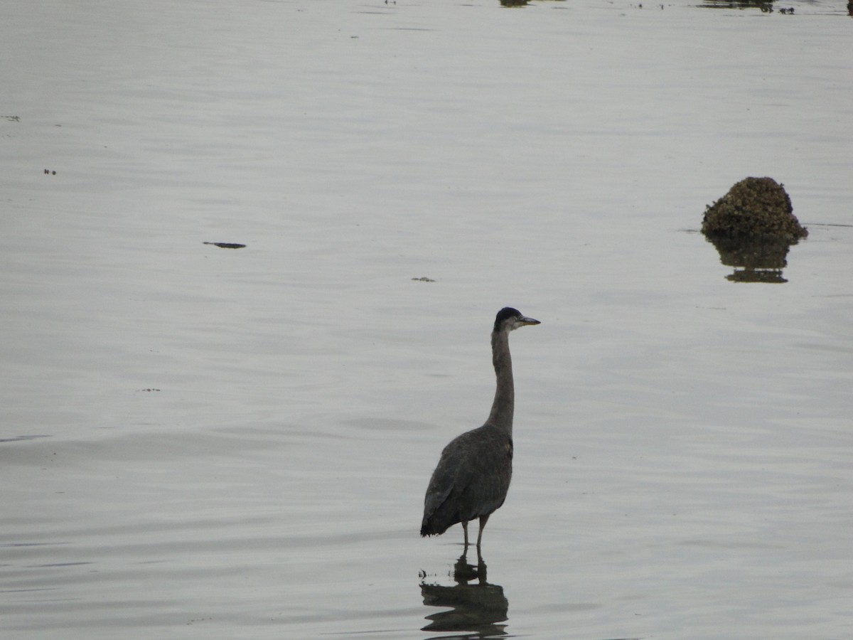 オオアオサギ - ML644755722