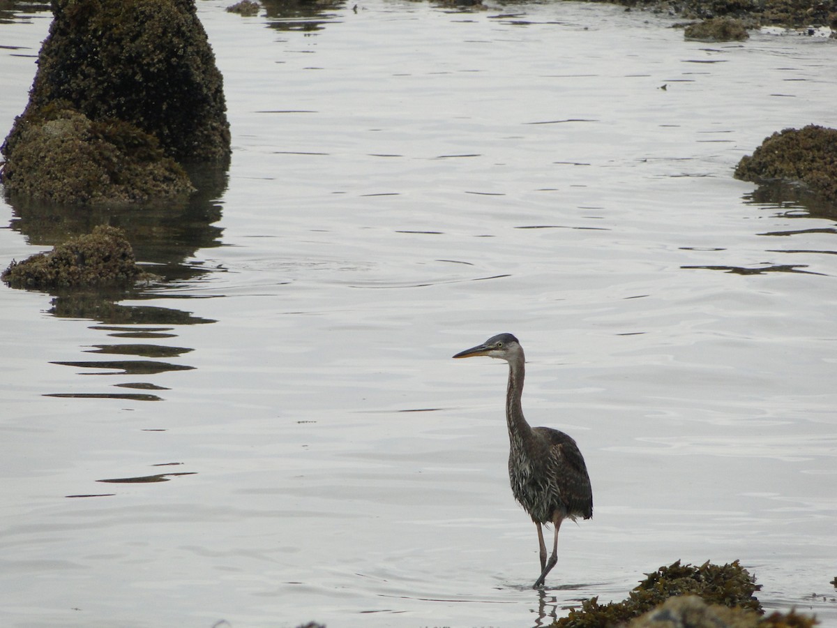 オオアオサギ - ML644755723