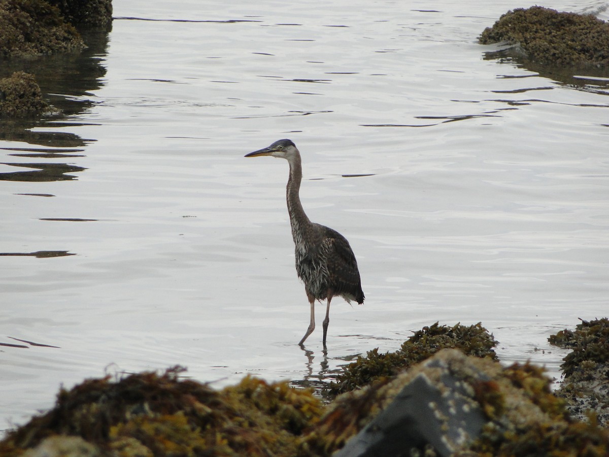 オオアオサギ - ML644755724