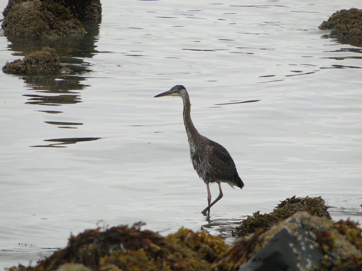 オオアオサギ - ML644755725