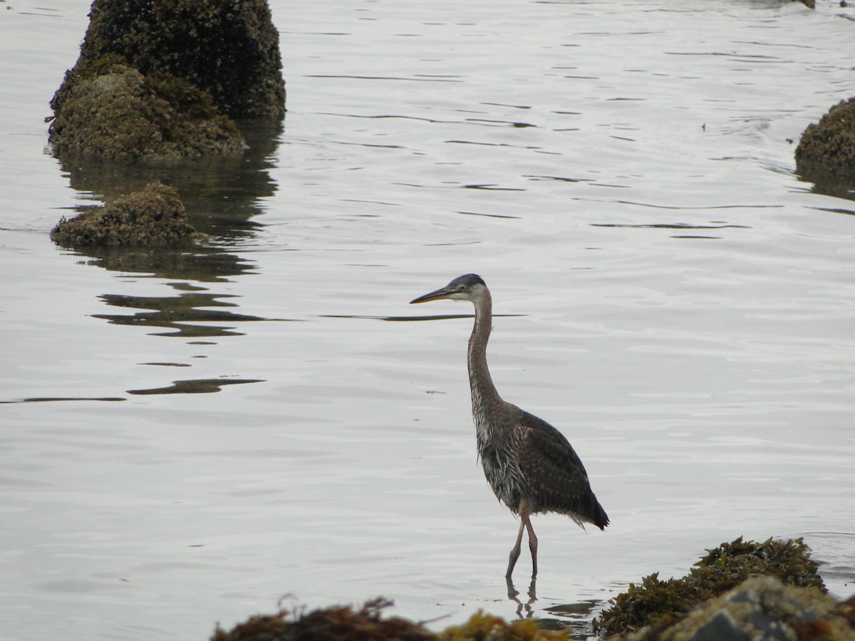 オオアオサギ - ML644755726