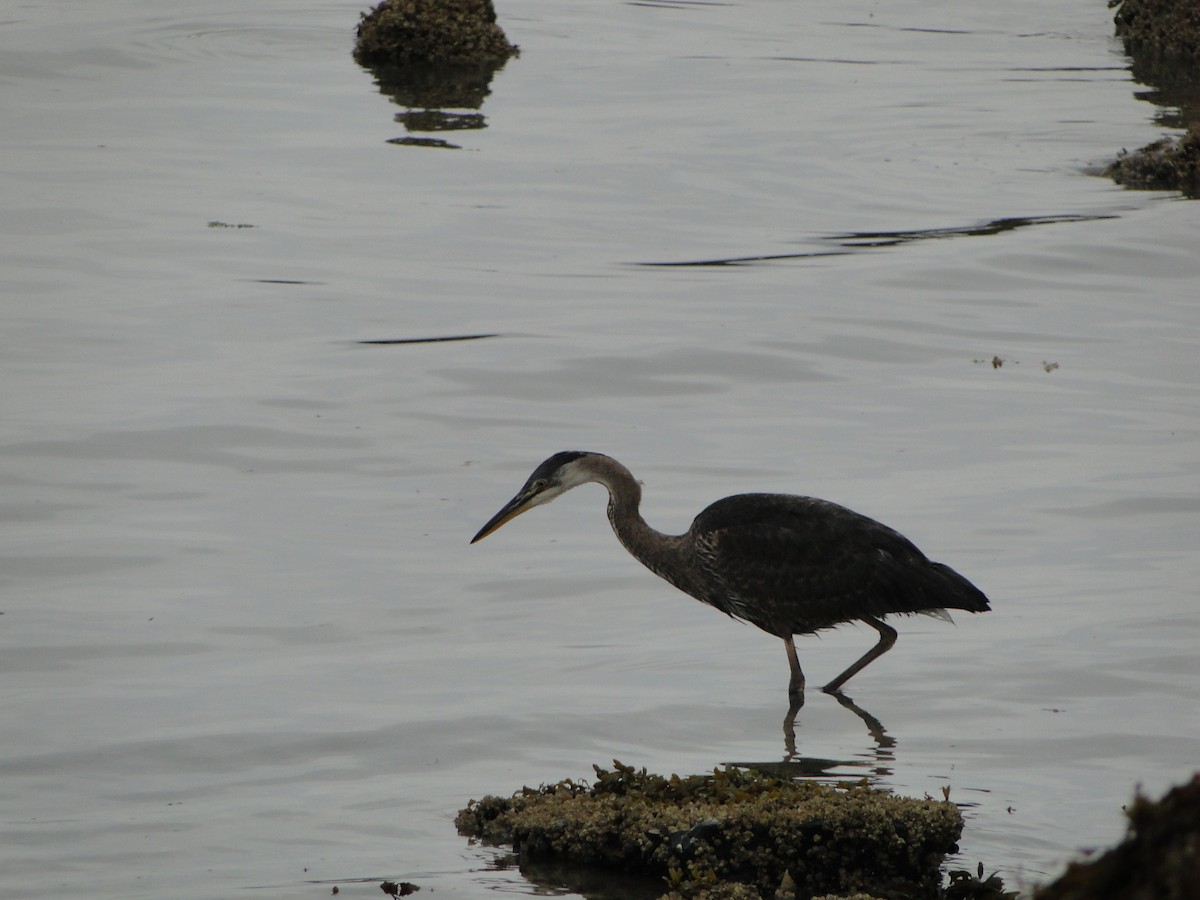 オオアオサギ - ML644755727