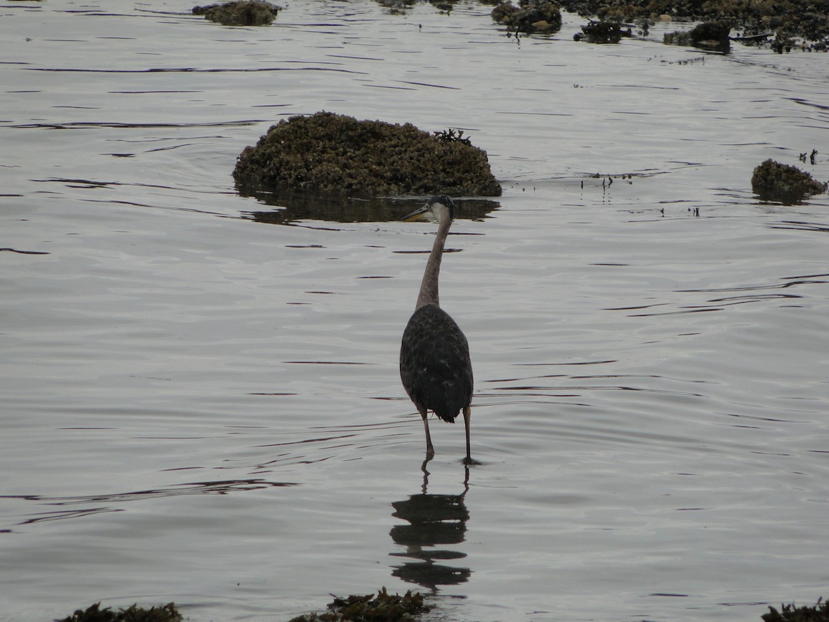 オオアオサギ - ML644755728