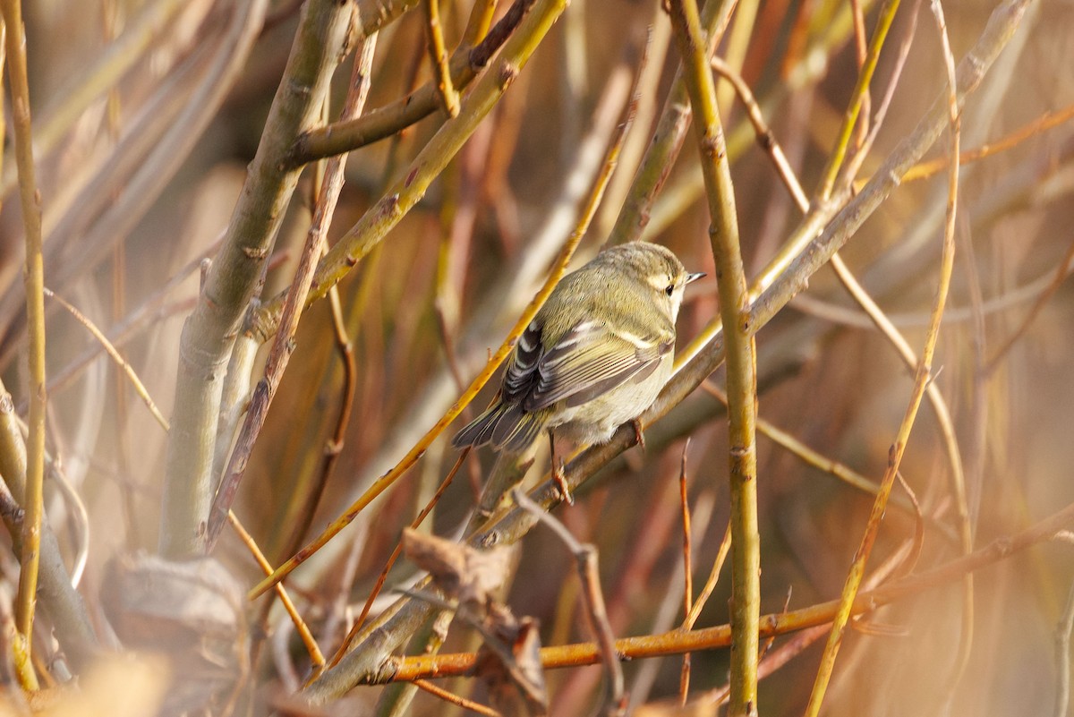 Hume's Warbler - ML644755729