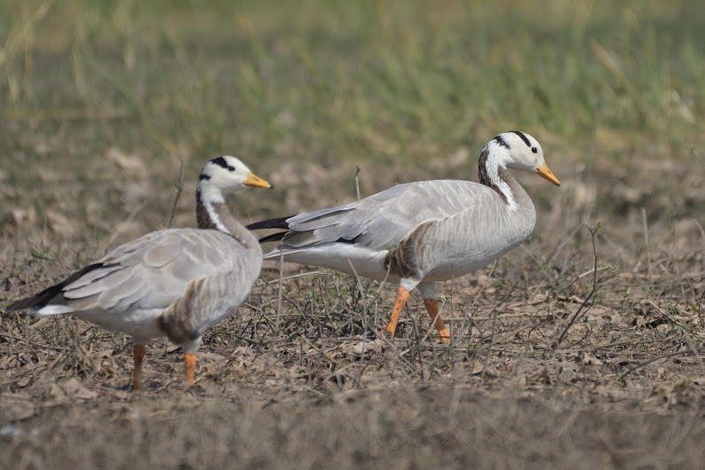 Oie à tête barrée - ML644755730