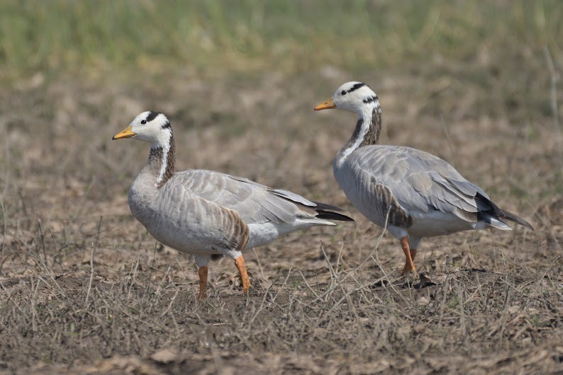 Oie à tête barrée - ML644755733