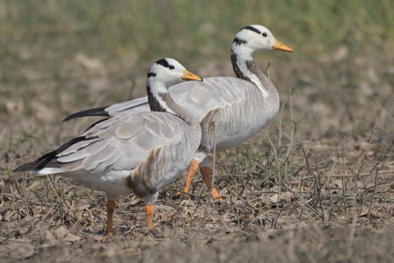 Oie à tête barrée - ML644755741