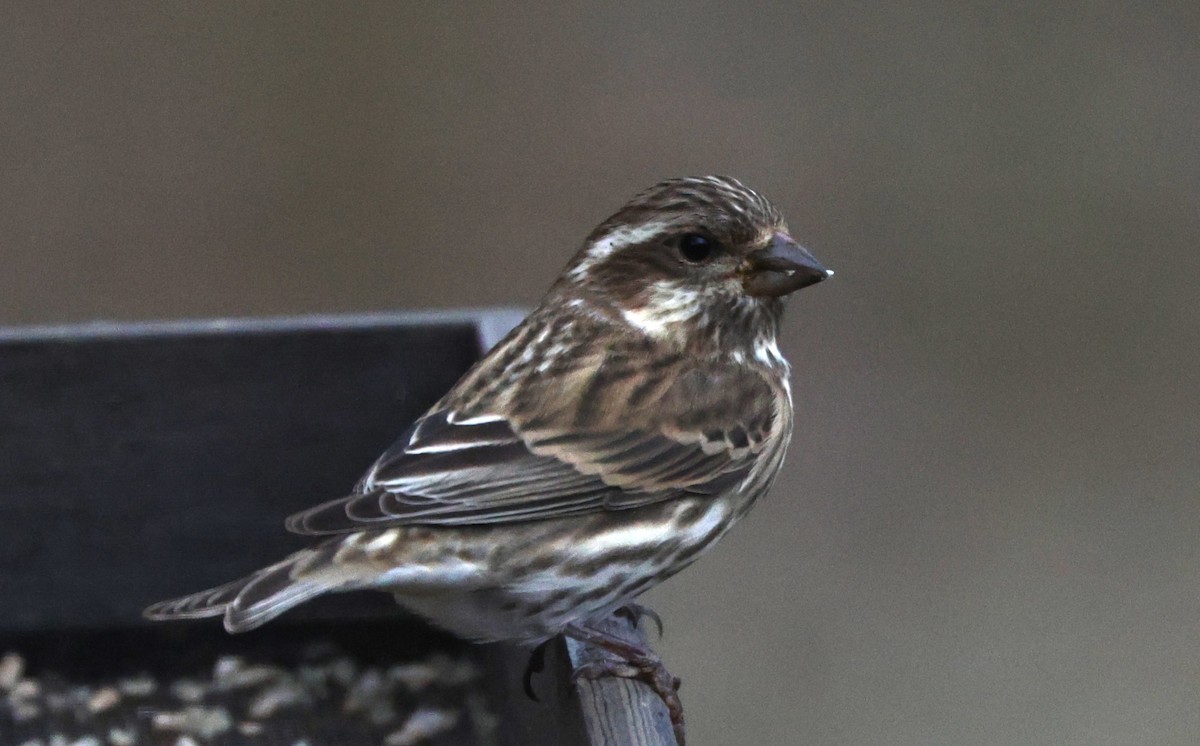 Purple Finch - ML644755763