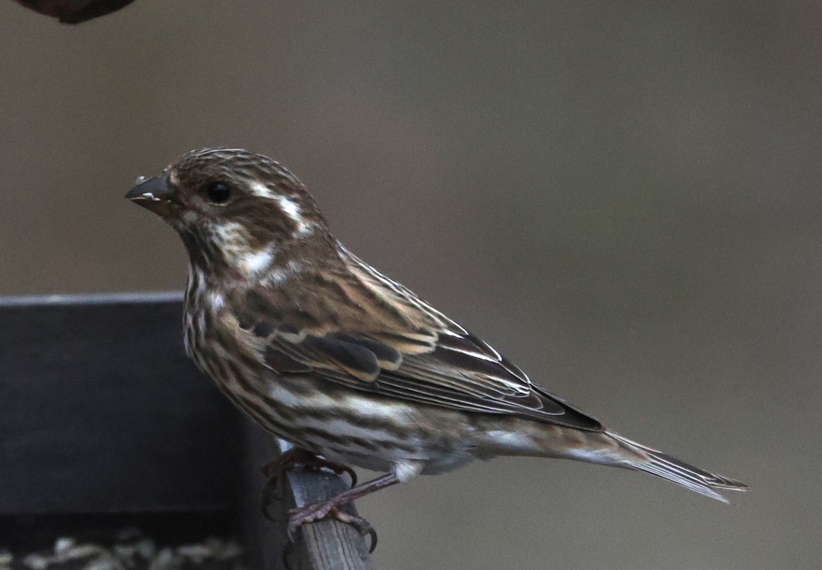 Purple Finch - ML644755764