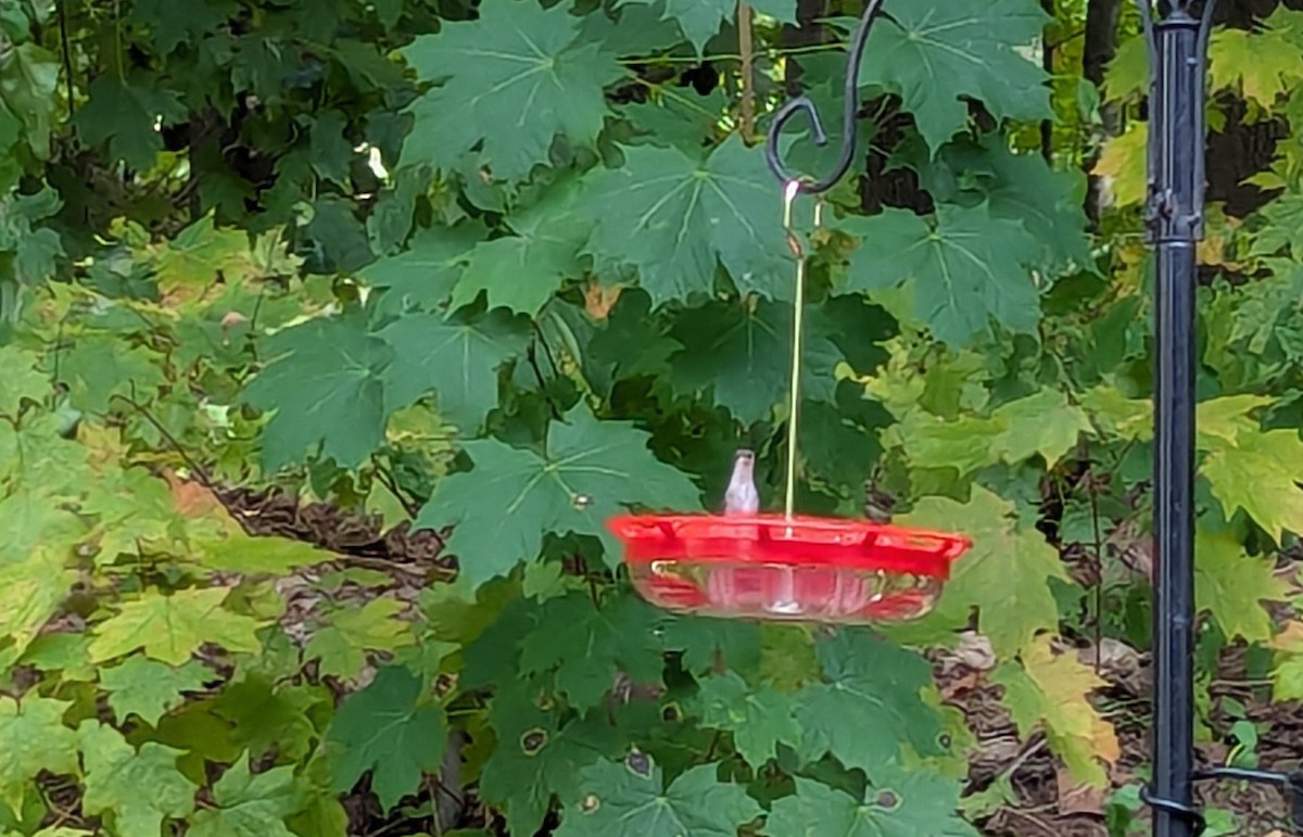 Ruby-throated Hummingbird - ML644755768