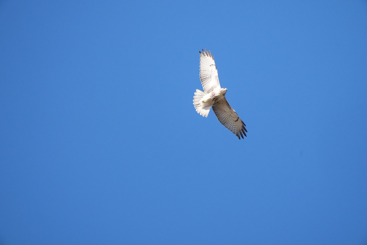 Red-tailed Hawk - ML644755772
