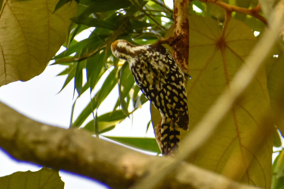 ildkronespett - ML644755778