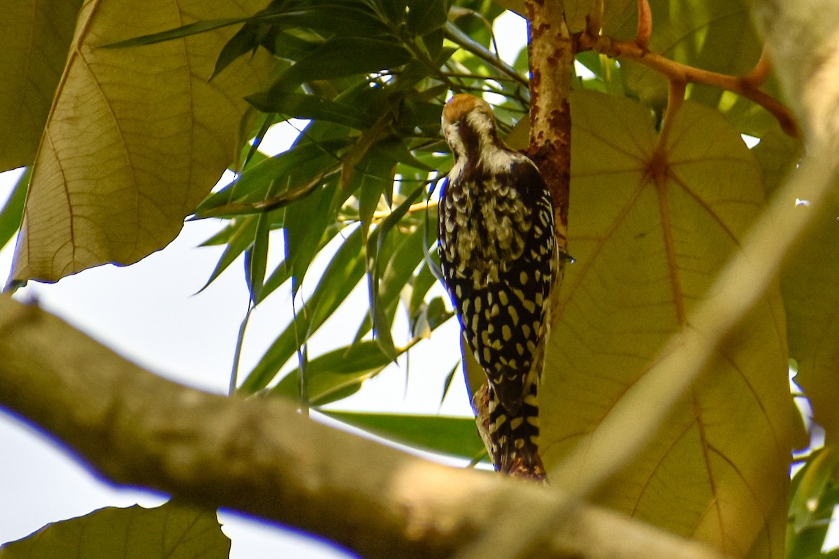 ildkronespett - ML644755779