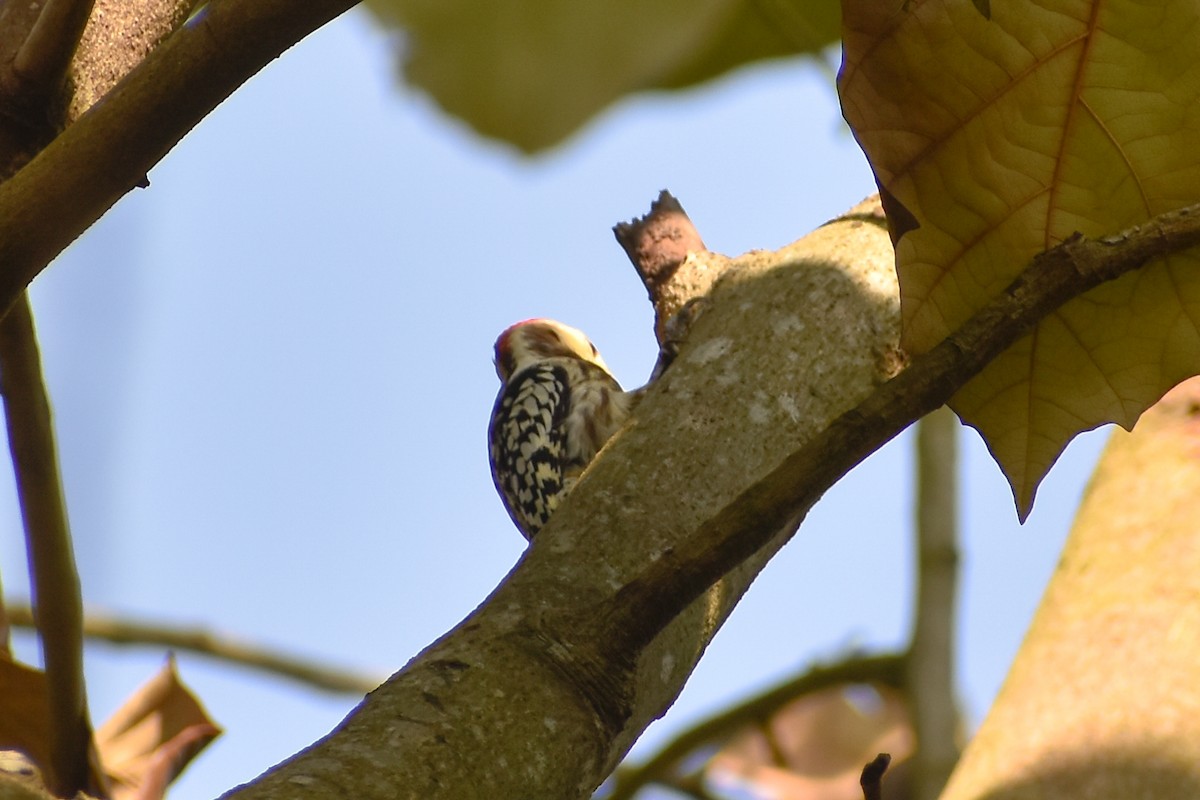 ildkronespett - ML644755780