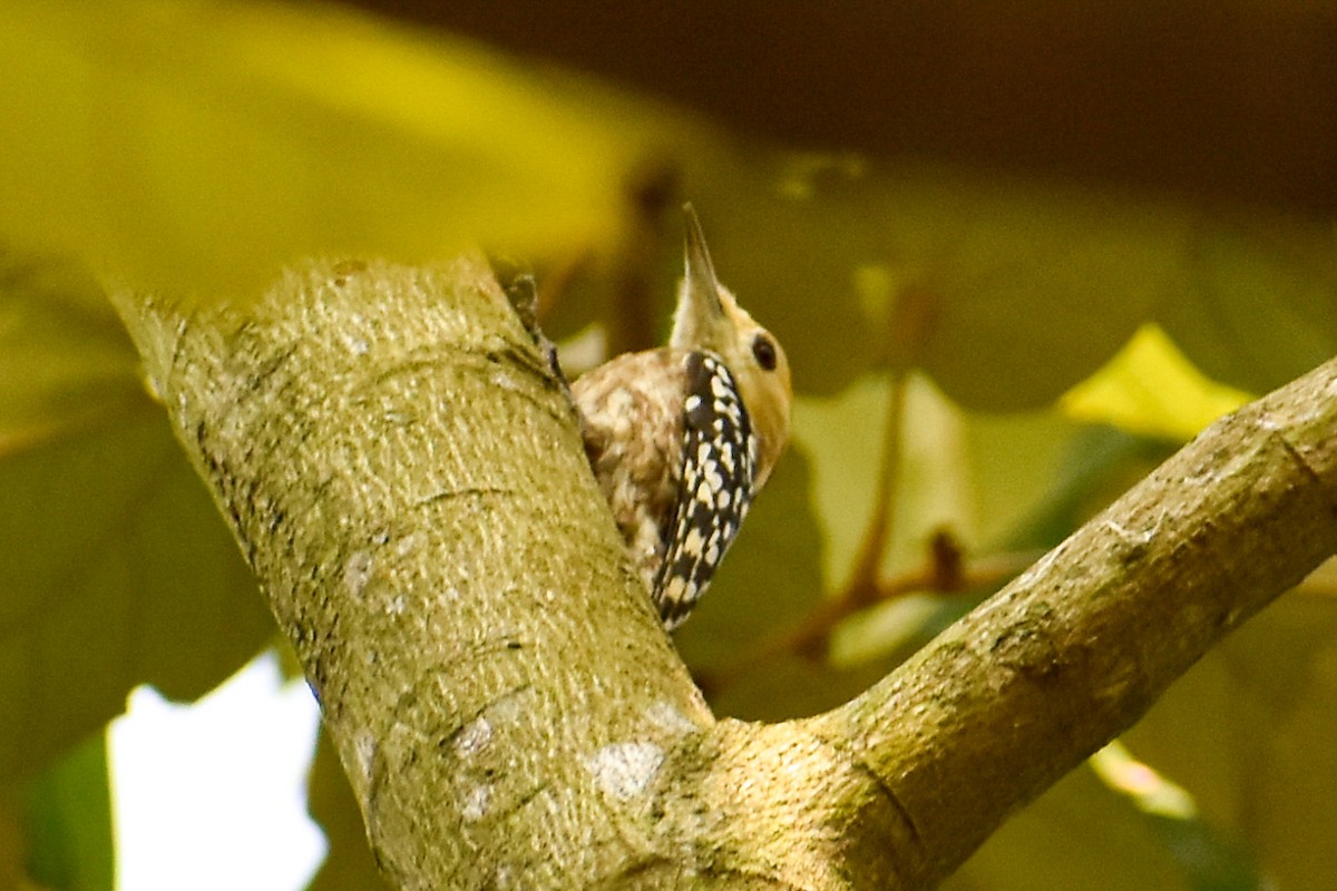 ildkronespett - ML644755781