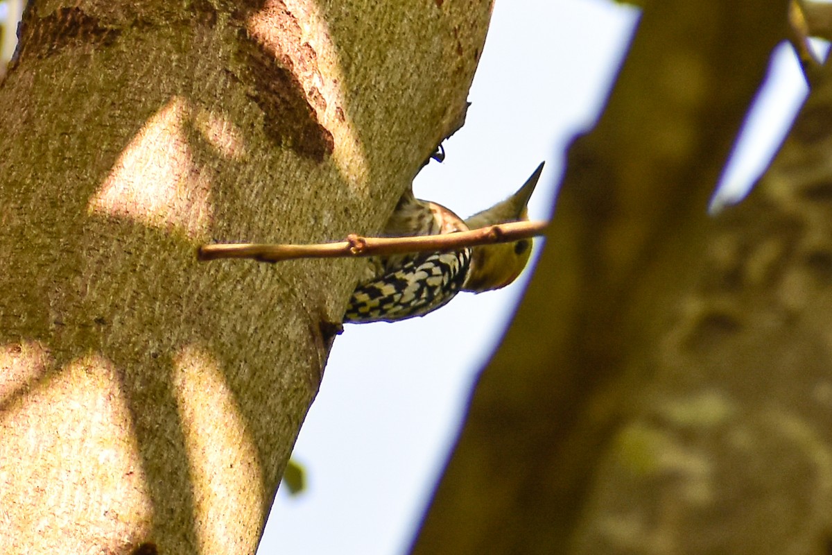 ildkronespett - ML644755782