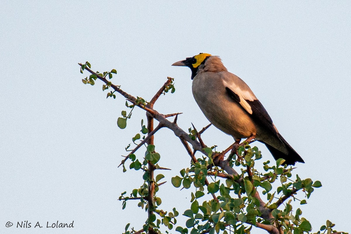 Wattled Starling - ML644755784