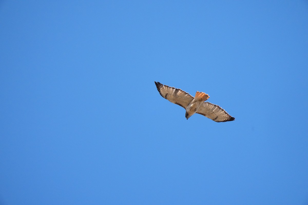 Red-tailed Hawk - ML644755785