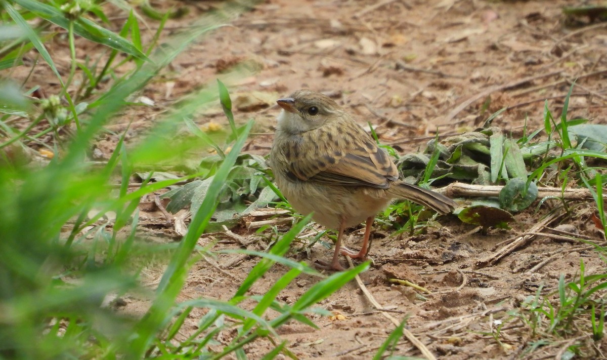 Yellow-browed Sparrow - ML644755786