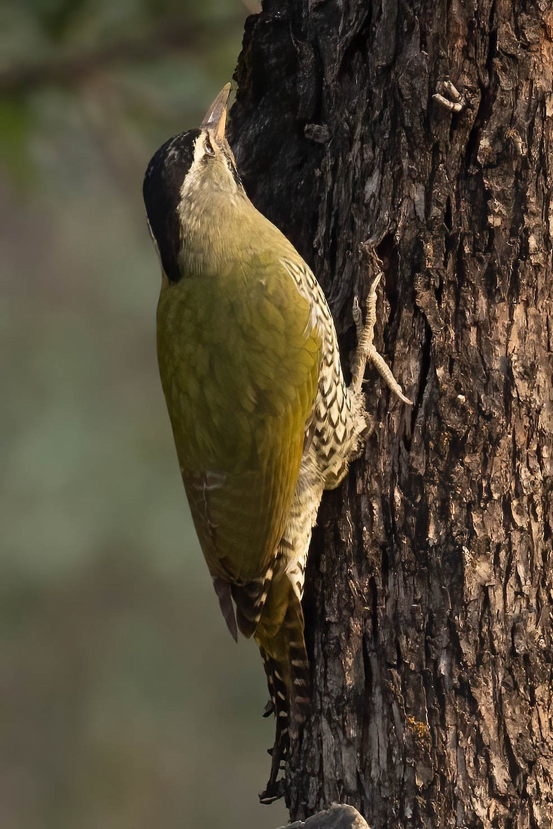 Scaly-bellied Woodpecker - ML644755791