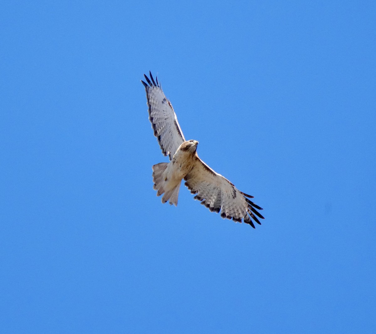 Red-tailed Hawk - ML644755798