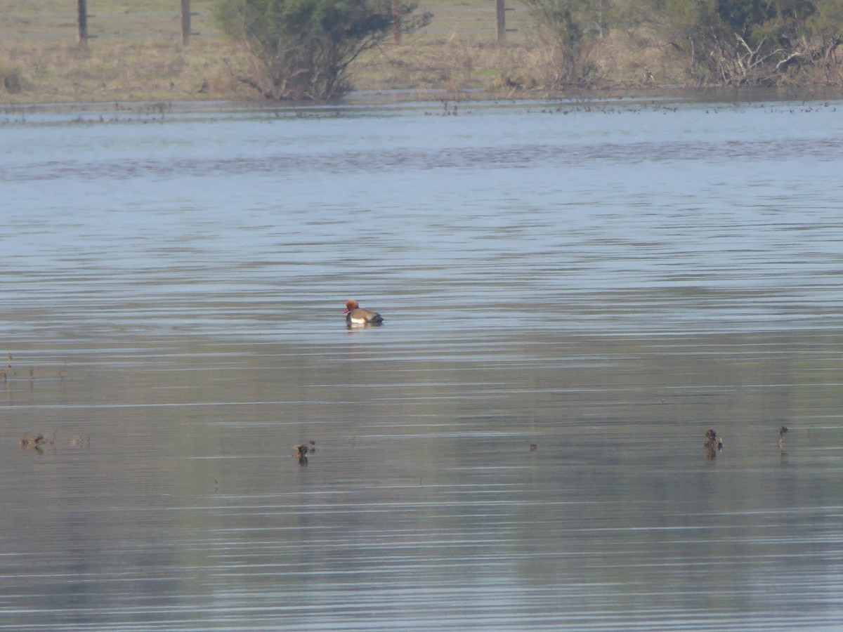 Улаан хошуут биваан - ML644755806