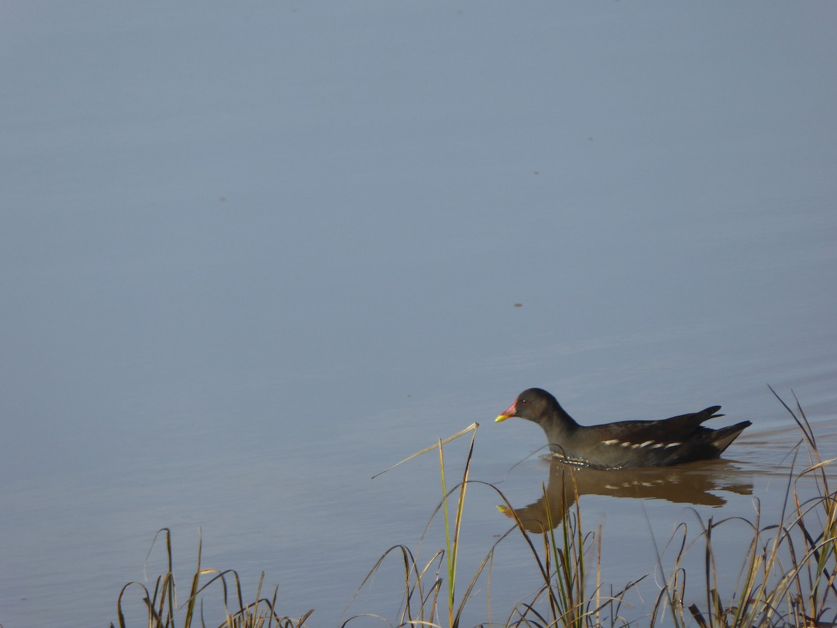 Хажилгат түнжүүр - ML644755826